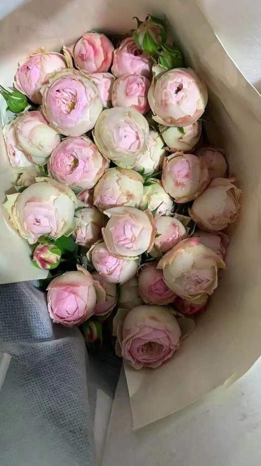 配花-多头玫瑰-酷皮-10支 商品图1