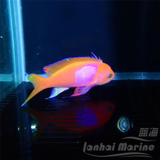 紫印 公 商品图2