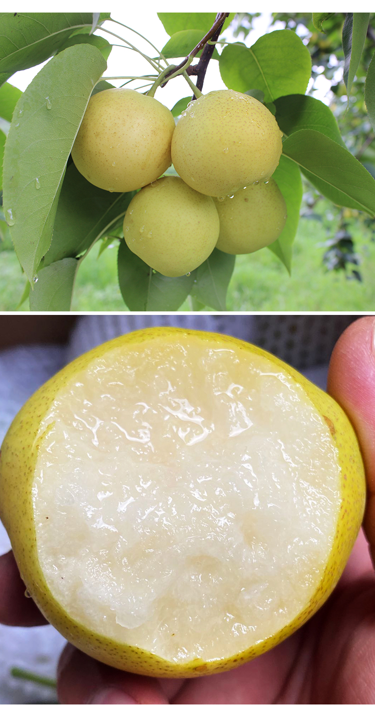 土哆哆云南高原香蜜梨蜜甜多汁老品种产地直发 - 土哆哆旗舰店