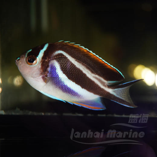 土耳其仙 母 商品图2