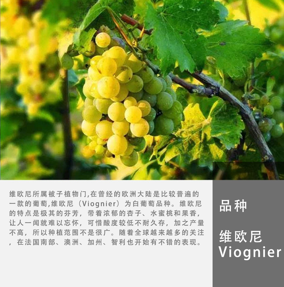 猎鹰庄园维欧尼白葡萄酒2016