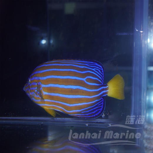 金蝴蝶 商品图6