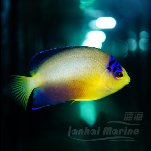 多彩仙 商品图2