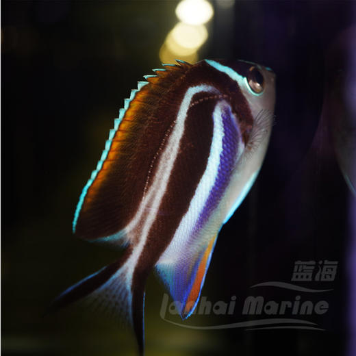 土耳其仙 母 商品图3