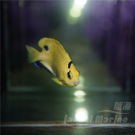 人工黄金火花 商品图12