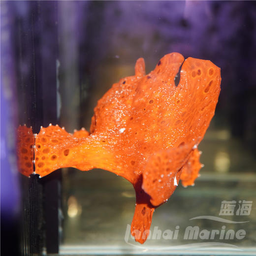 皇冠五脚虎-红 商品图2