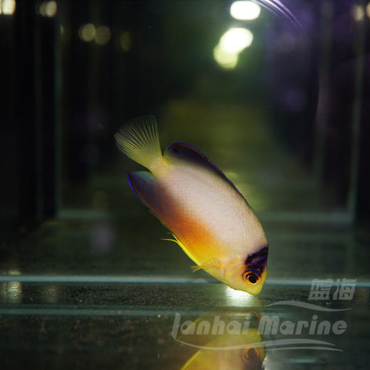 多彩仙 商品图4