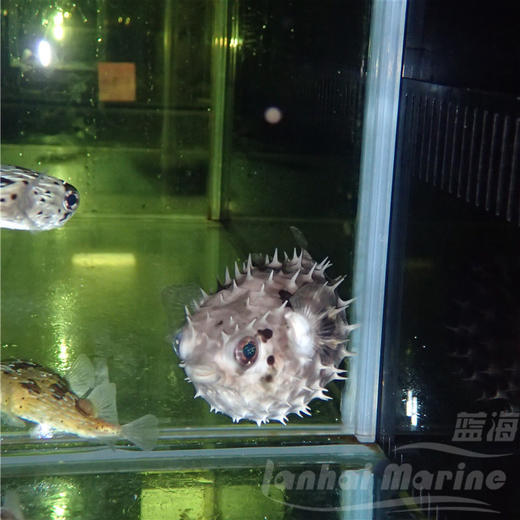 短刺刺鲀 商品图2