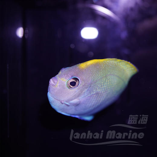 日本燕 母 商品图5