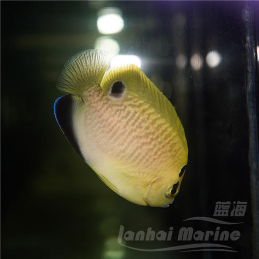 人工黄金火花 商品图11