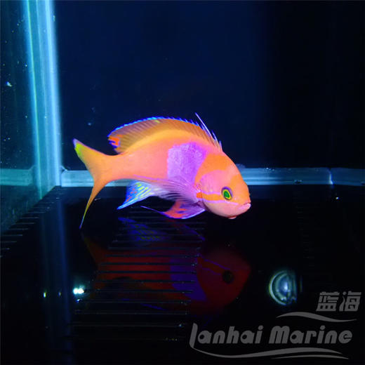 紫印 公 商品图3