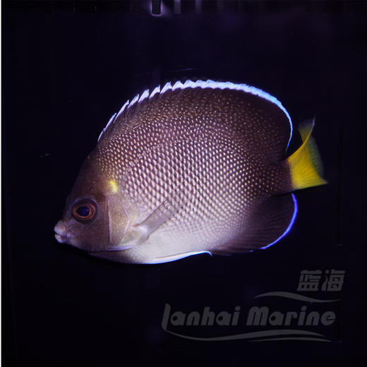 马代朱仙 商品图1