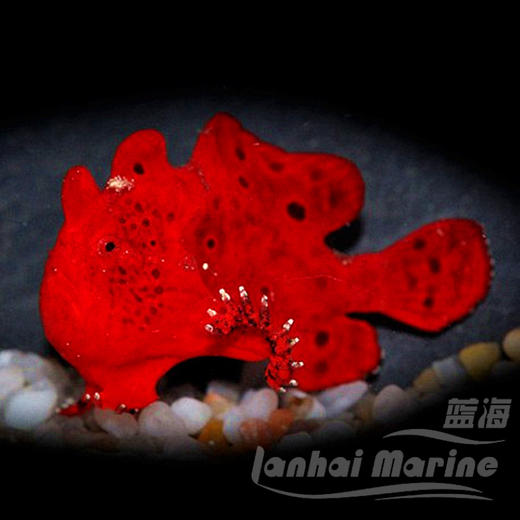 皇冠五脚虎-红 商品图3