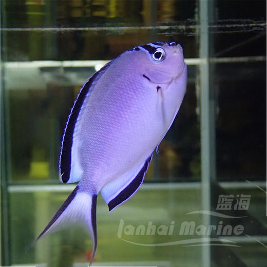 蓝宝新娘 母 商品图3