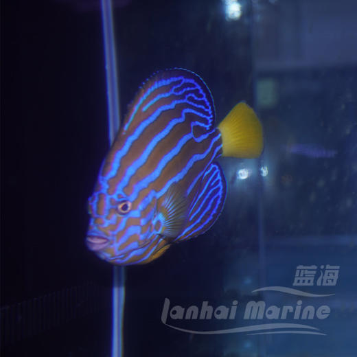 金蝴蝶 商品图4