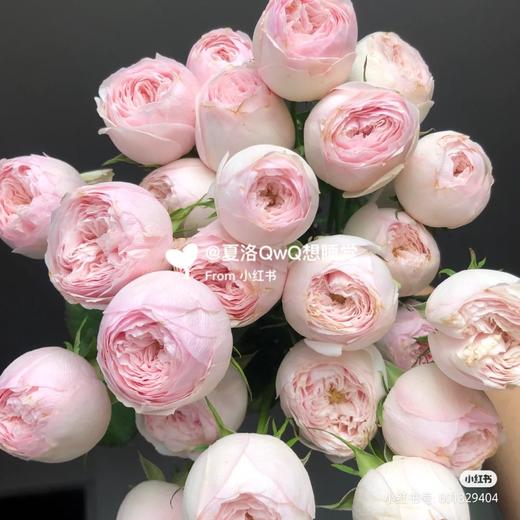配花-多头玫瑰-酷皮-10支 商品图0