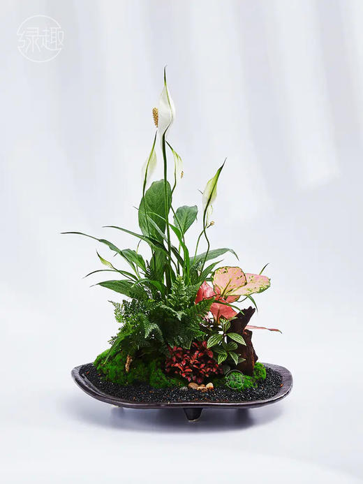 【满299抽大奖】匠心臻礼 | 万古长青 商品图1