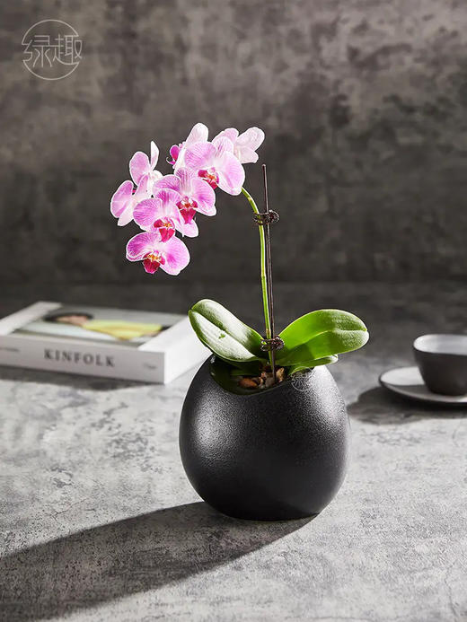 精品至礼 | 空谷雅兰 商品图0