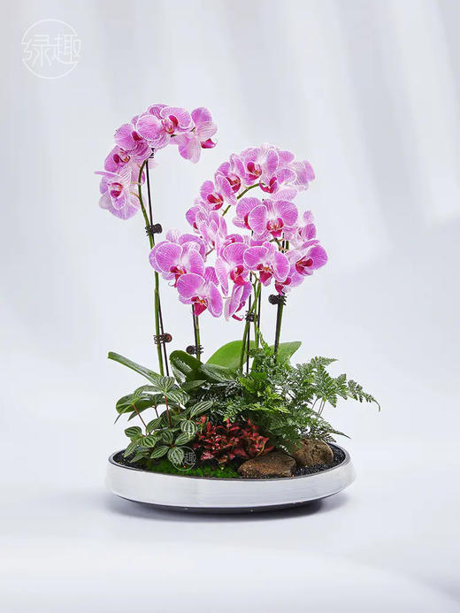 匠心臻礼 | 高洁清雅 商品图1