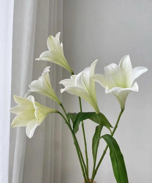 【百年好合】铁炮百合 白色 2头 5枝 商品图2