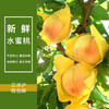 【江浙沪皖发货】阳山水蜜桃 无锡阳山水蜜桃自有果园水蜜桃现采现货 商品缩略图0