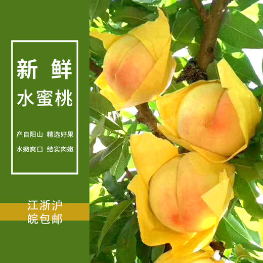 【江浙沪皖发货】阳山水蜜桃 无锡阳山水蜜桃自有果园水蜜桃现采现货 商品图0