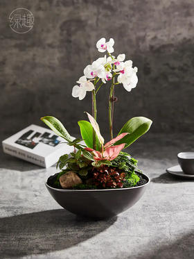 致尚高定 |闲梦悠云