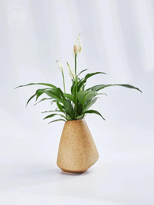 精品至礼 | 亭亭悦立 商品图1