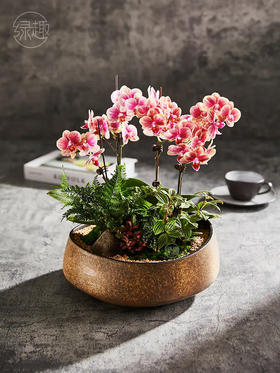 匠心臻礼 | 蝶韵欢馨