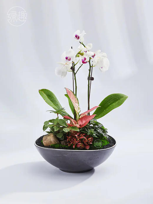 致尚高定 |闲梦悠云 商品图1