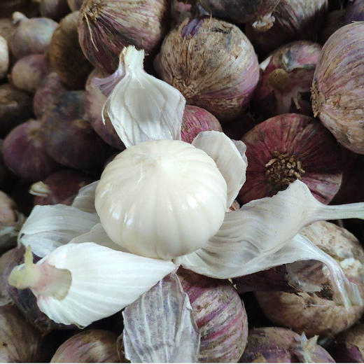 【现挖现发·云南独头蒜】 洁白脆嫩 鲜辣辛香 产地直发 3斤大果装 商品图4