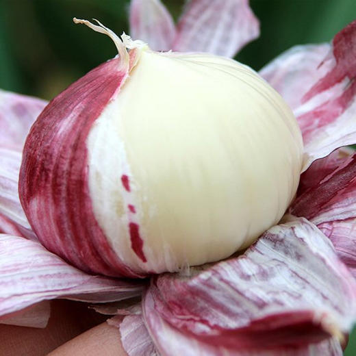 【现挖现发·云南独头蒜】 洁白脆嫩 鲜辣辛香 产地直发 3斤大果装 商品图0