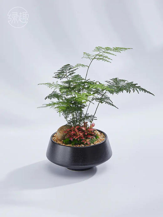 精品至礼 | 绿林好汉 商品图1