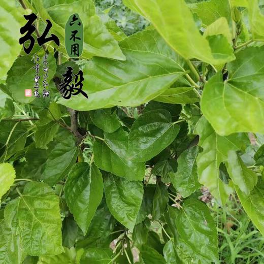 六不用  顺季节露地种植 桑叶50克/份 【弘毅六不用生态农场】 商品图3
