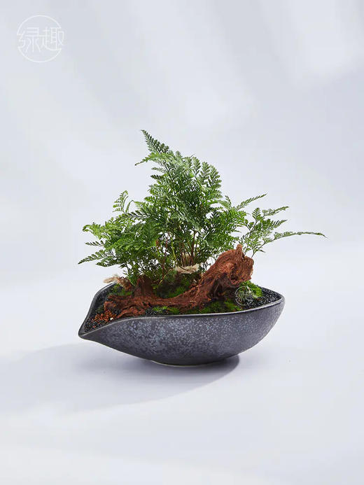 精品至礼 | 风羽雾蕨 商品图1