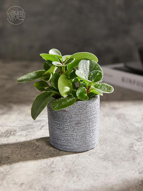 匠心臻礼 | 小家碧玉