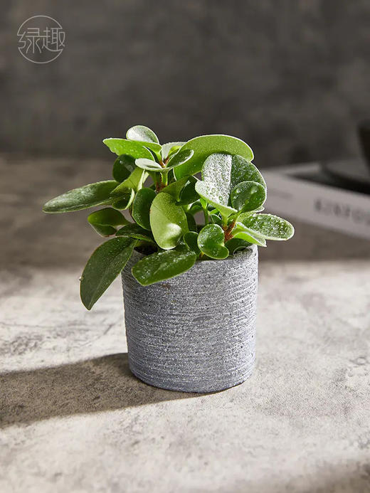 匠心臻礼 | 小家碧玉 商品图0