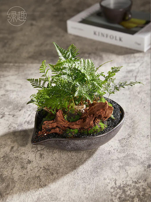 精品至礼 | 风羽雾蕨 商品图0