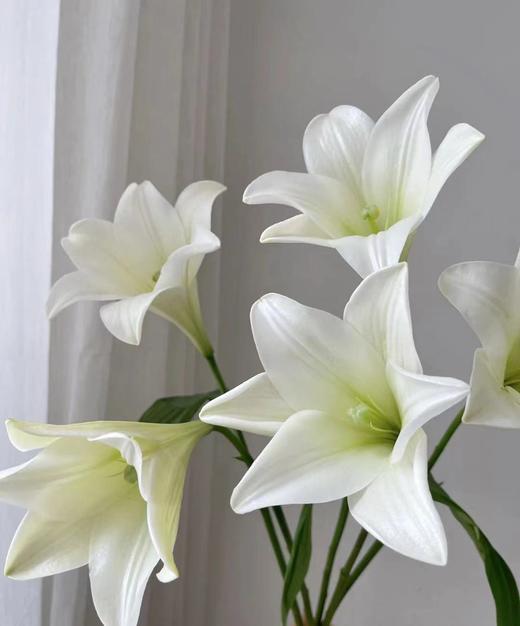 【百年好合】铁炮百合 白色 2头 5枝 商品图1