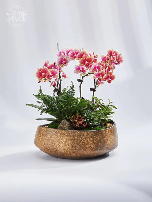 匠心臻礼 | 蝶韵欢馨 商品图1