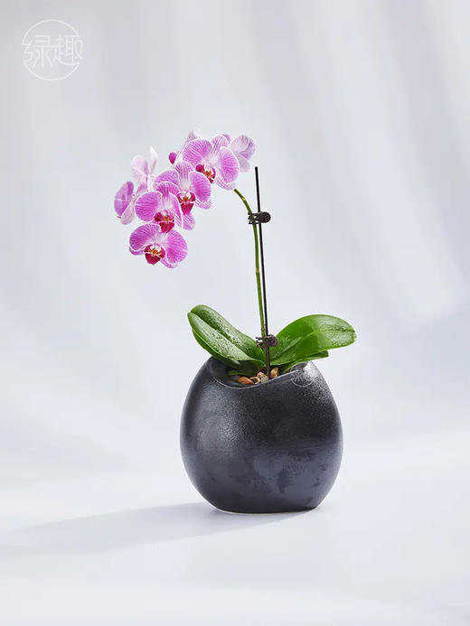 精品至礼 | 空谷雅兰 商品图1