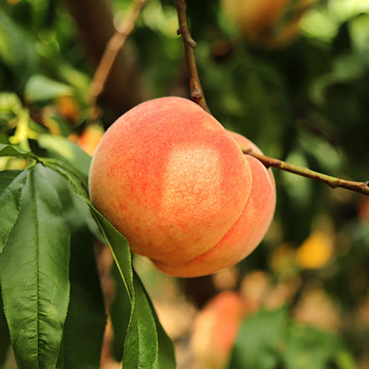 【江浙沪皖发货】阳山水蜜桃 无锡阳山水蜜桃自有果园水蜜桃现采现货 商品图1