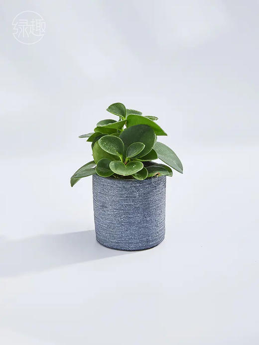 匠心臻礼 | 小家碧玉 商品图1