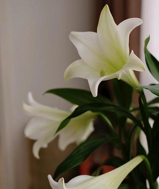 【百年好合】铁炮百合 白色 2头 5枝 商品图4