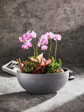 匠心臻礼 | 阆苑仙姿