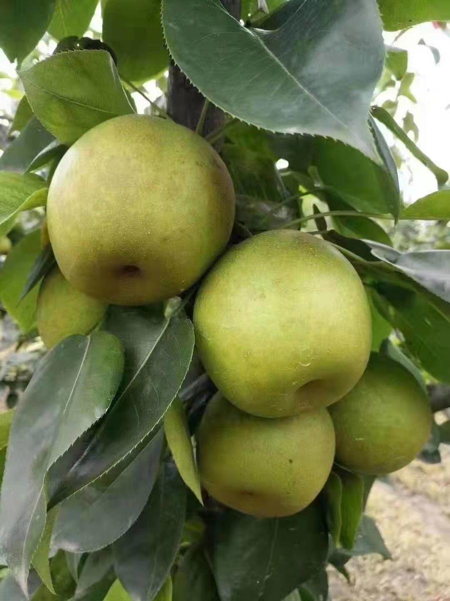 【庄行蜜梨】 果皮细薄,肉脆汁多,味浓鲜甜,水分