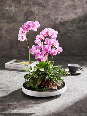 匠心臻礼 | 高洁清雅