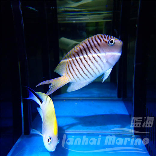 日本燕  对装 商品图5