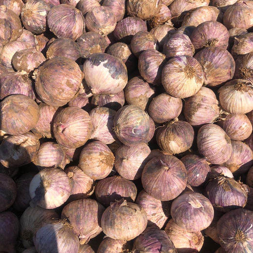 【现挖现发·云南独头蒜】 洁白脆嫩 鲜辣辛香 产地直发 3斤大果装 商品图3