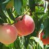【江浙沪皖发货】阳山水蜜桃 无锡阳山水蜜桃自有果园水蜜桃现采现货 商品缩略图3